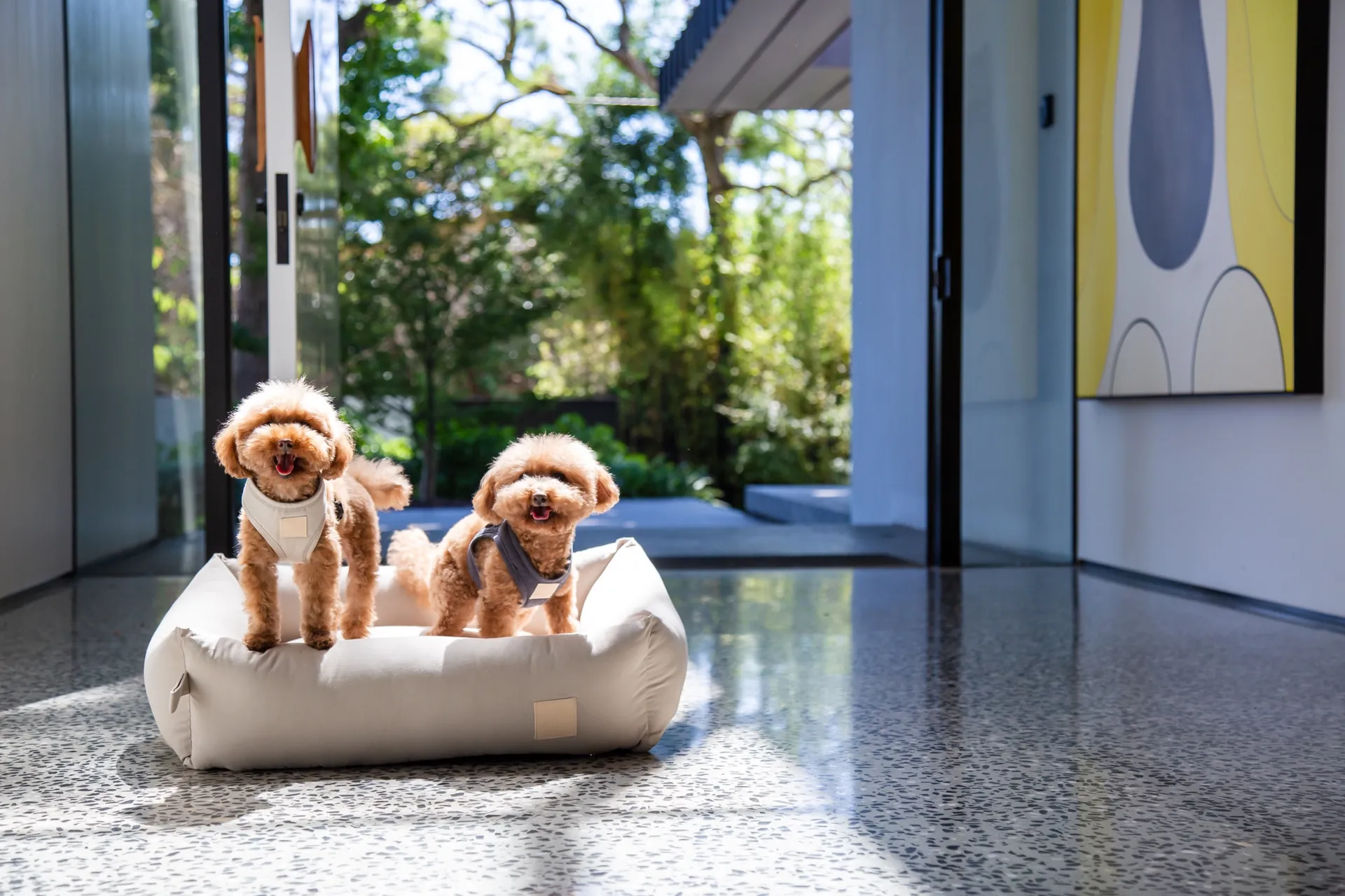 Specialized pet store chains